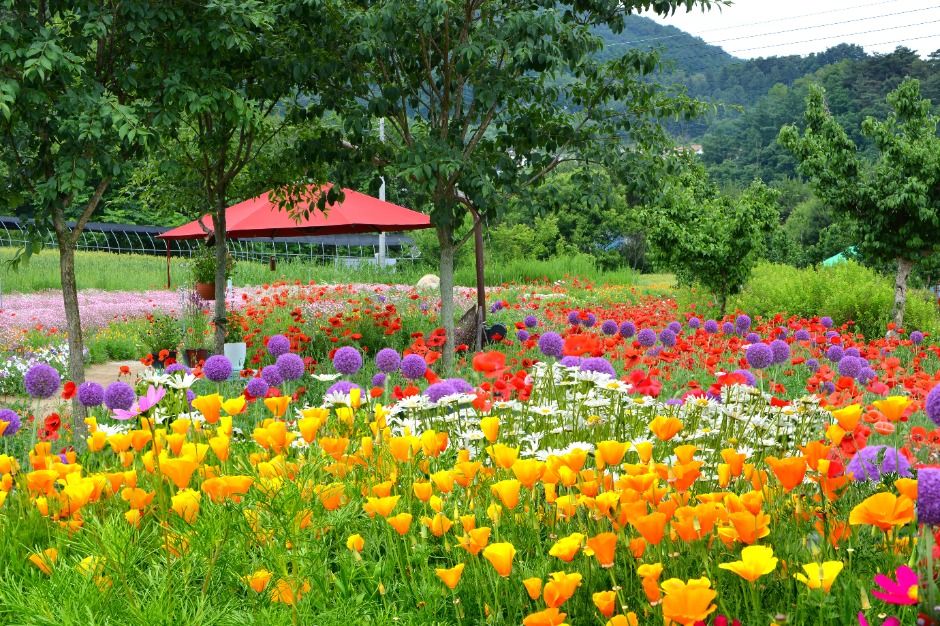 원주 꽃양귀비 축제