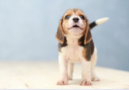 올려다보는 강아지.