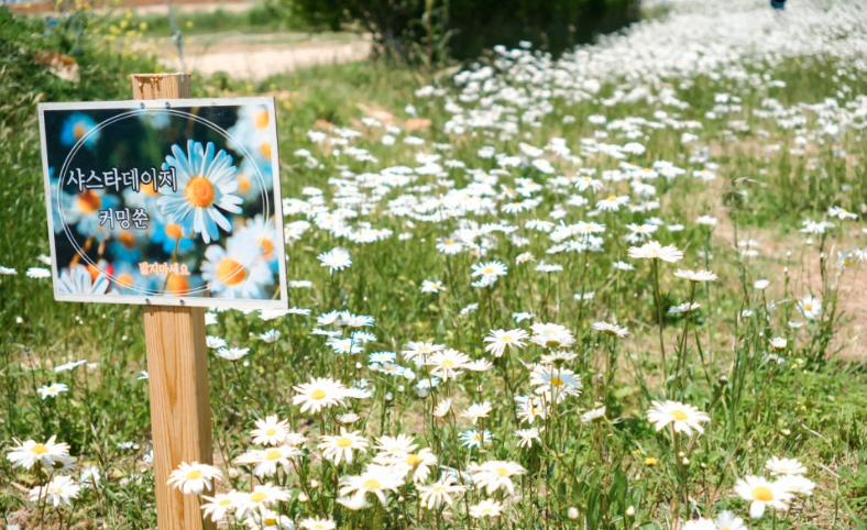 울산 슬도 샤스타데이지 꽃밭 개화 시기와 포토존 완벽 가이드