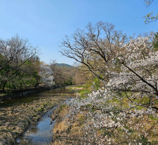 포천 벚꽃