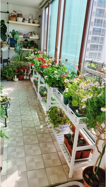 베란다정원 키우기 바람차단 햇빛차광 물주기 여름철 관리 요령_11