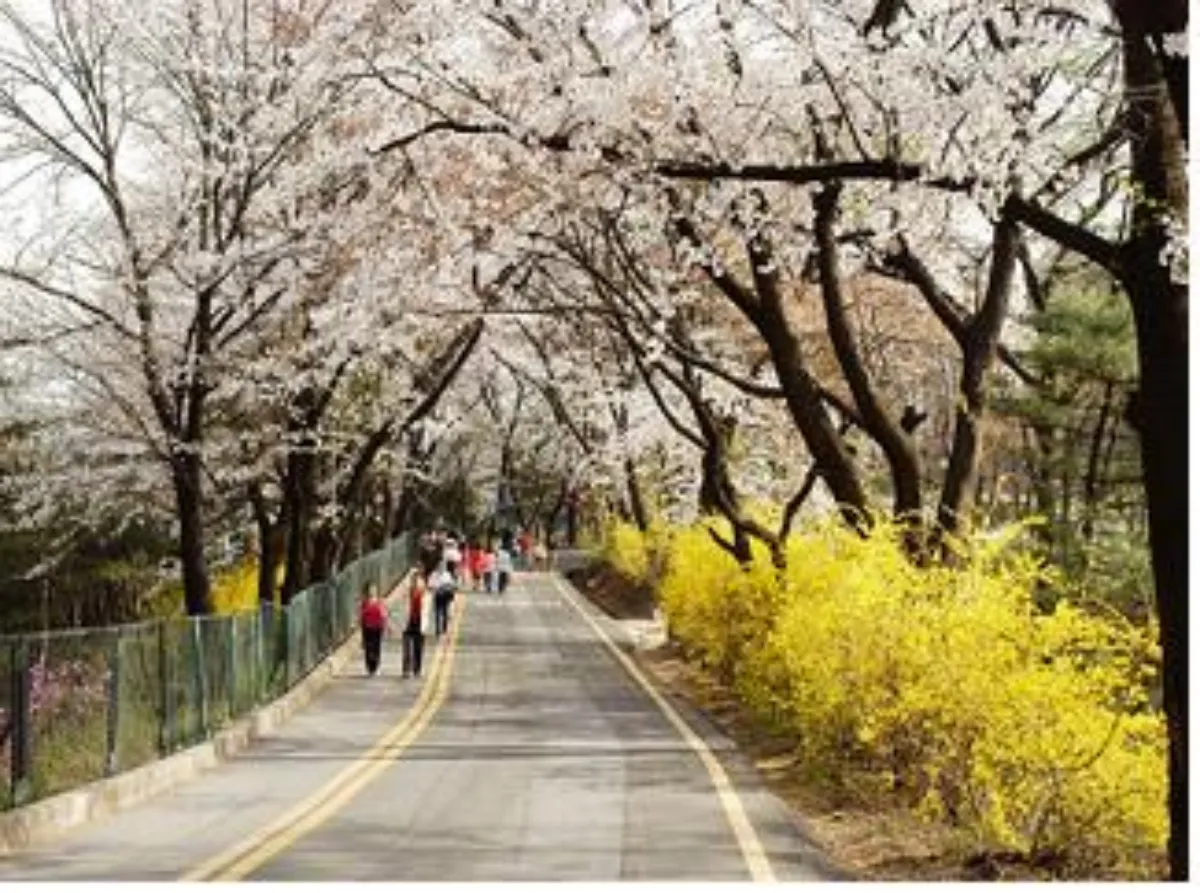 남산순환로 개나리 이미지