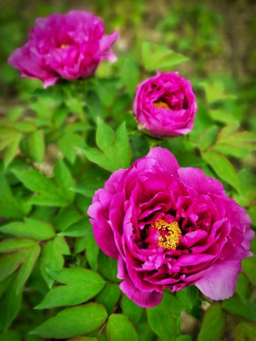 대전 한밭수목원의 봄풍경