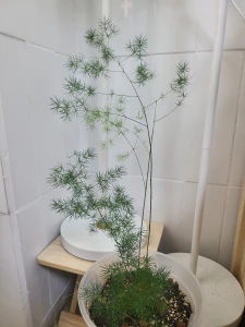 아스파라거스 미리오클라두스