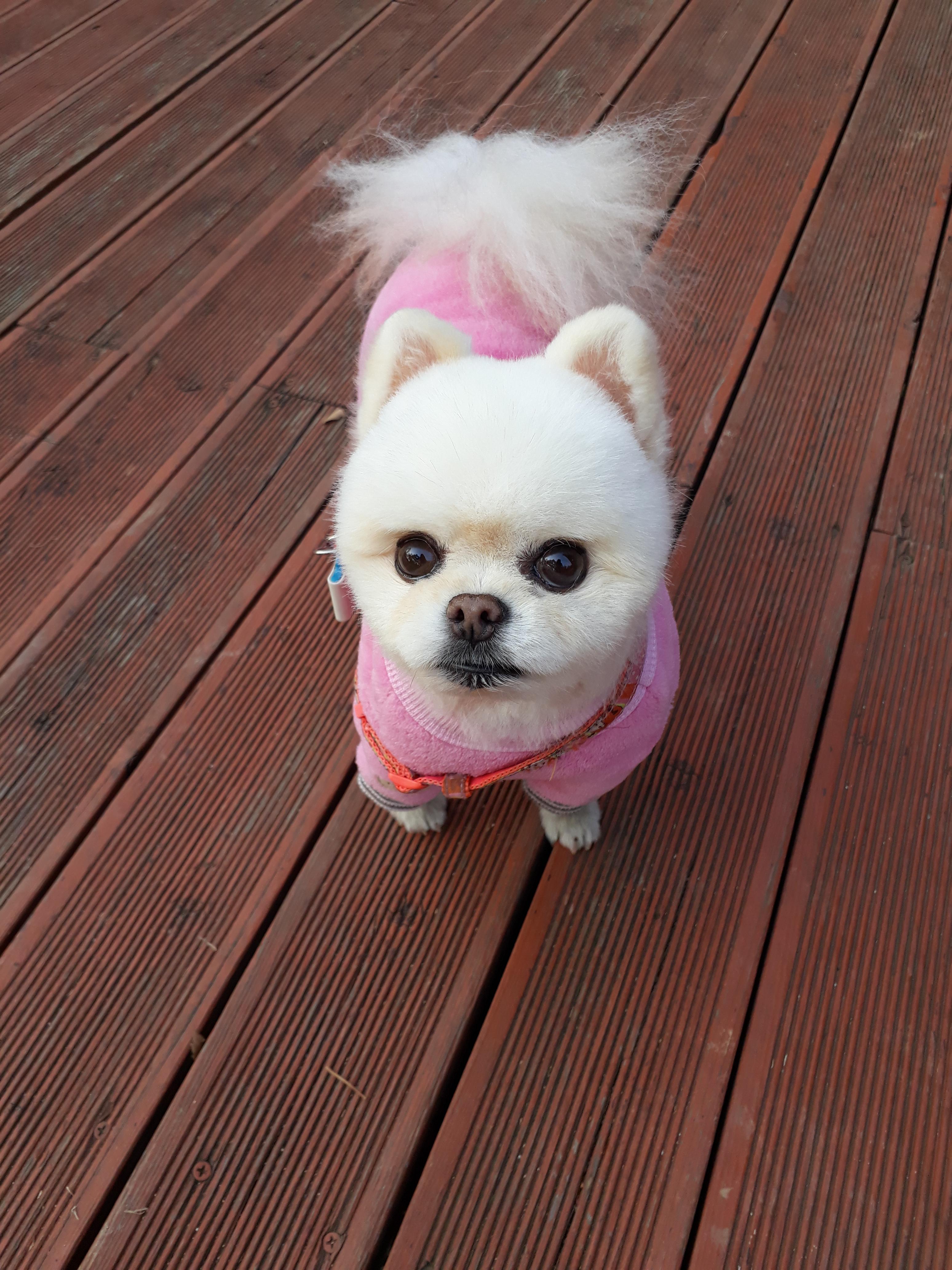 강아지 재채기 하는 이유 7가지 : 멈추는 방법