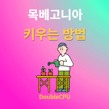 목베고니아 키우기