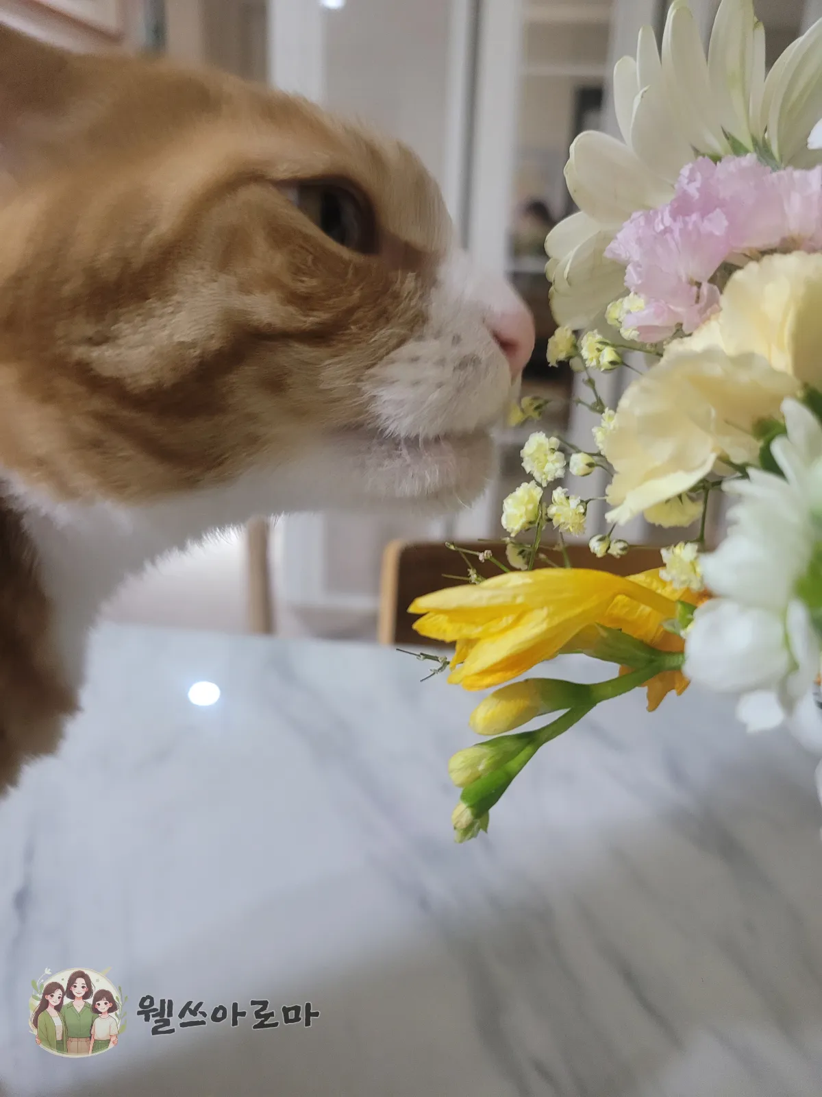 꽃먹는고양이-보리-프리지아킁킁