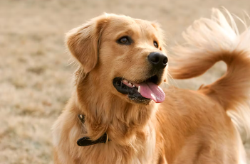 관절염에 걸리기 쉬운 견종 골든 리트리버.