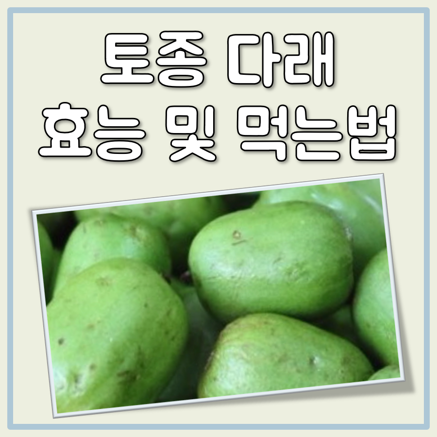 토종 다래 효능 및 먹는법 그리고 주의할 점