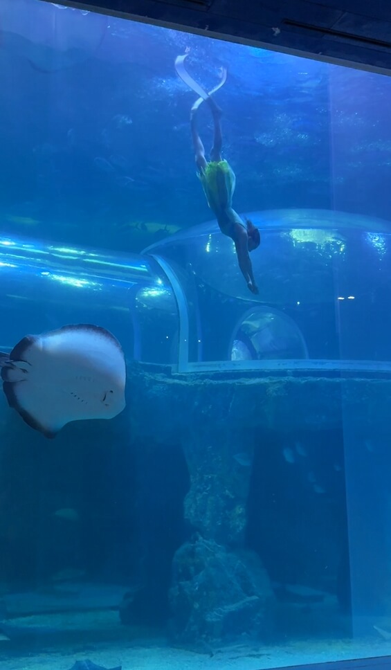 여수아쿠아플라넷-인어공주공연정보