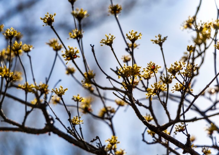 구례 산수유마을 (5월 산책용)