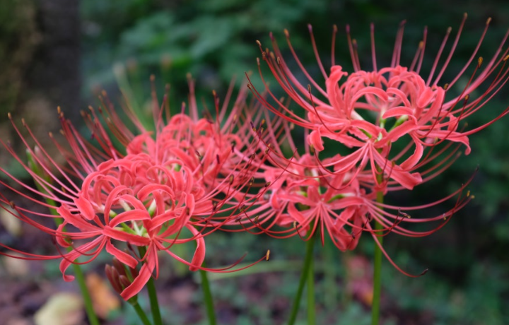 가을 단풍 여행지 추천 탐방로 예약제