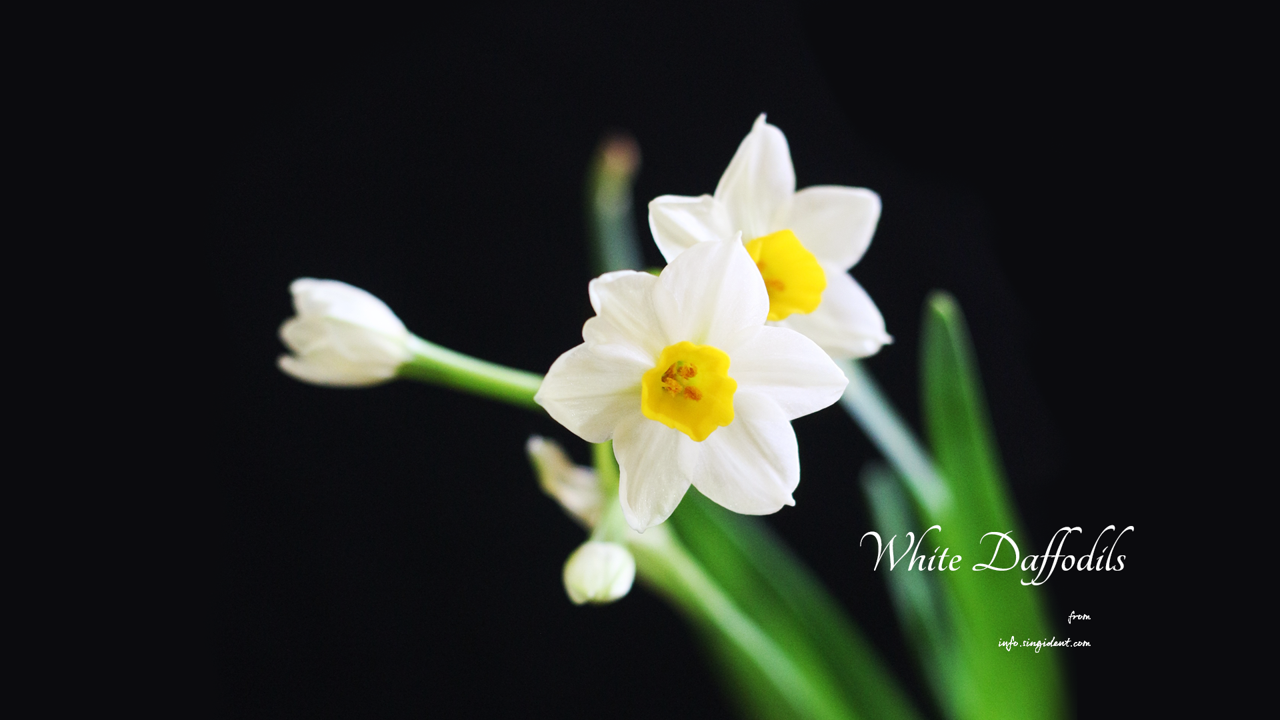 09 흰색 수선화 검정배경 C - White Daffodils 봄배경화면