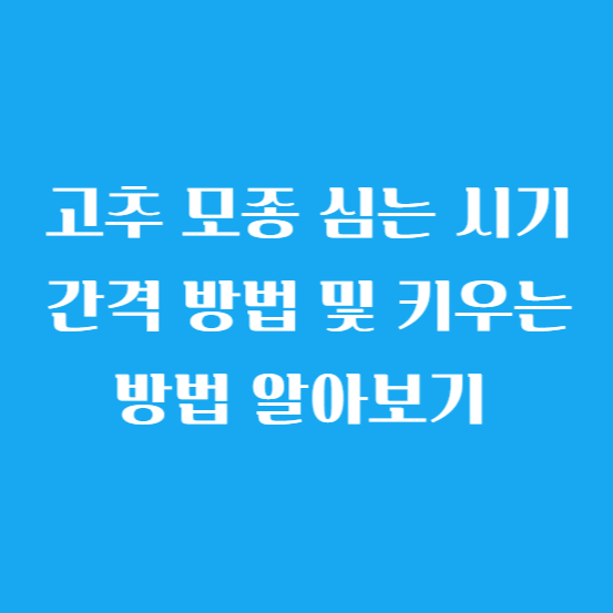 고추 모종 심는 시기 간격 방법 및 키우는 방법 알아보기