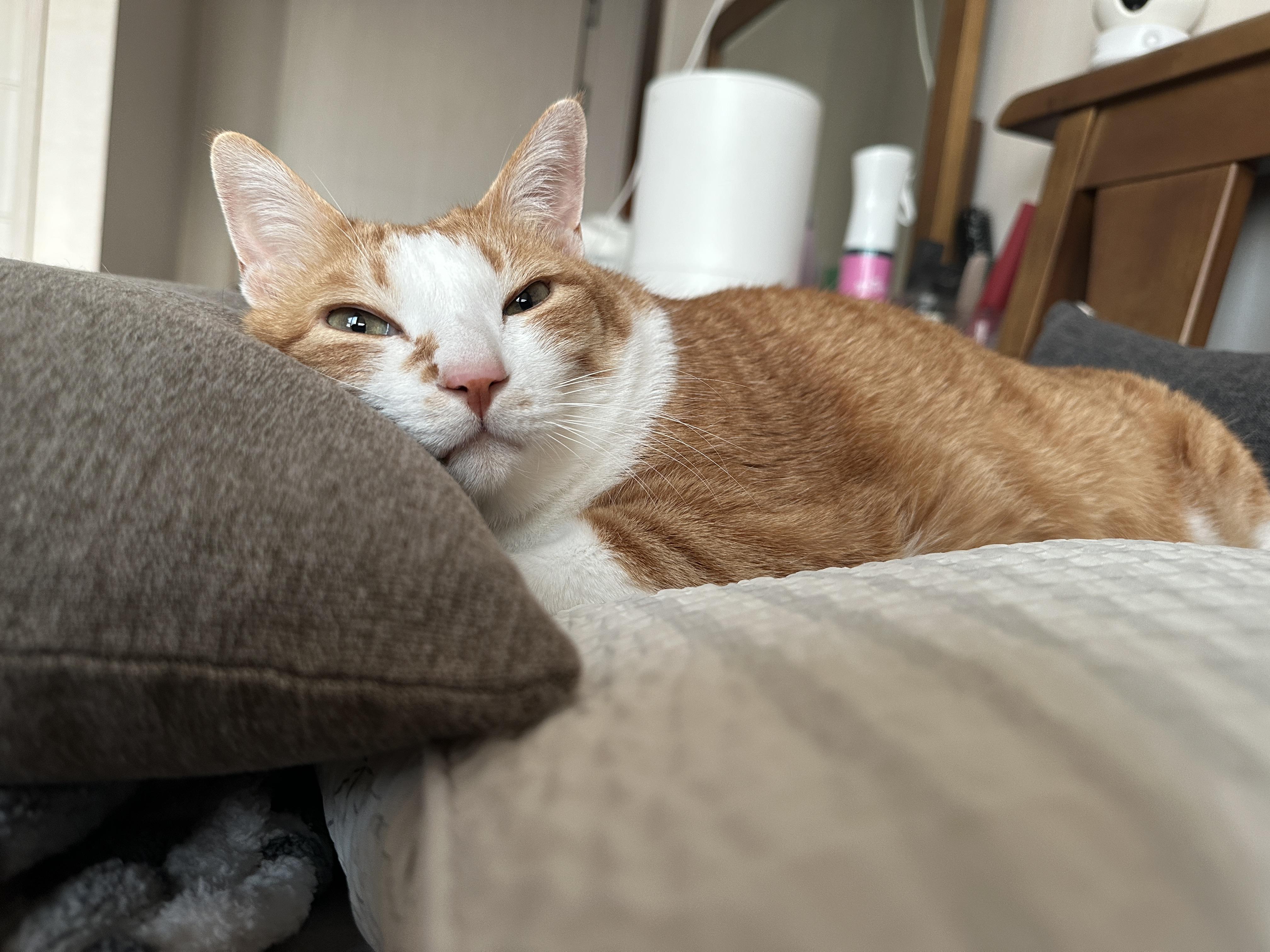 12월3일_호야_상태_고양이_황달_2