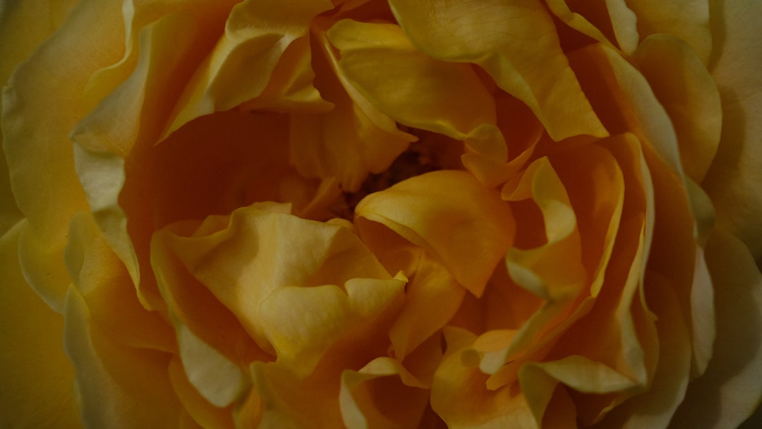 Biophilia