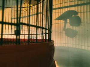 새장, 우리 꿈 해몽