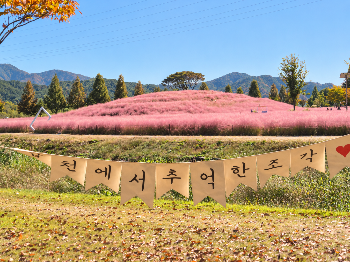 합천 신소양체육공원 나선형 언덕과 만개한 핑크뮬리 풍경