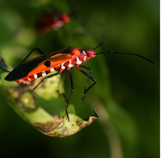 러브 버그 퇴치 방법 총정리 2025