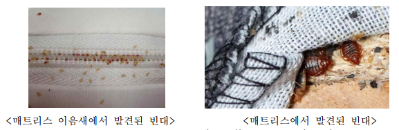 빈대 퇴치방법, 대응방안