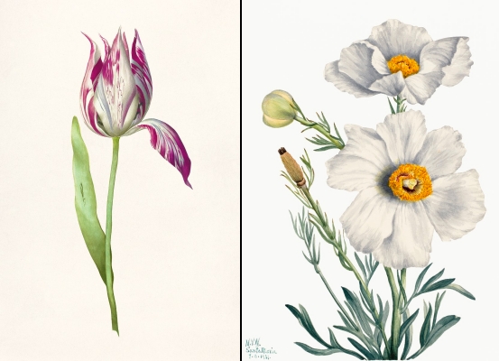 튤립과 아네모네