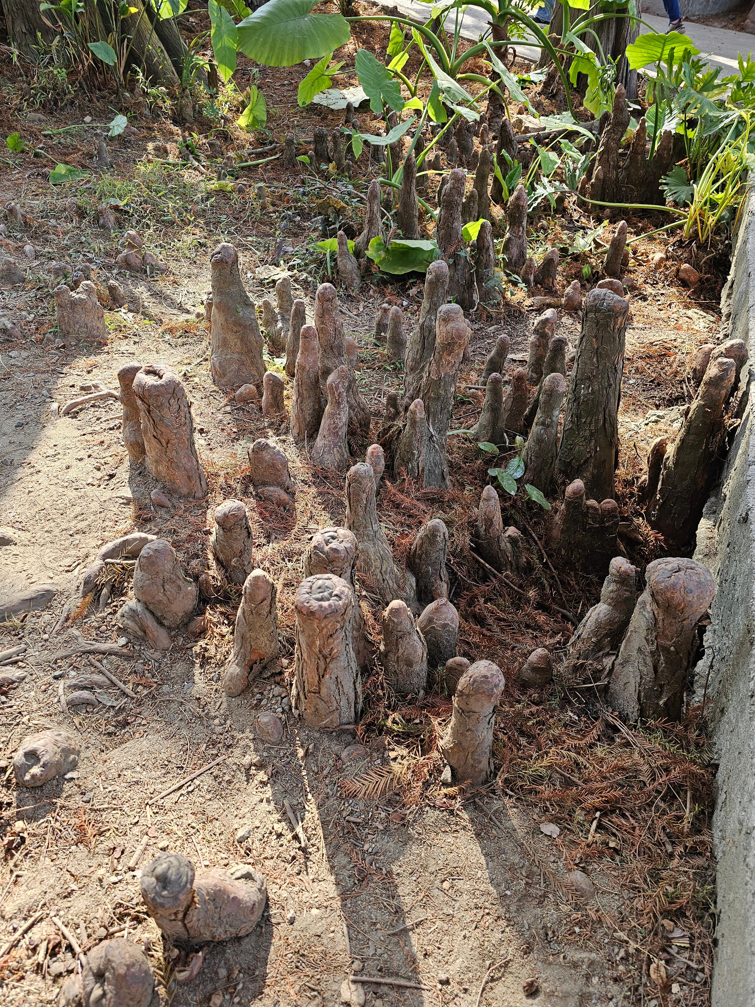 광저우 화남식물원