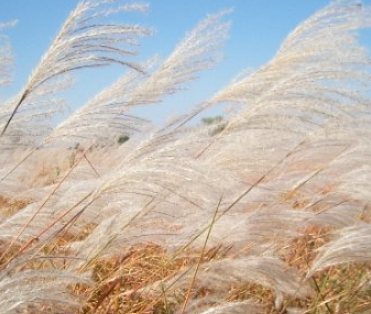 가을에 피는 꽃 종류 해바라기-갈대