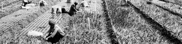 조기 수확 시: 7월 중순 ~ 8월 중순