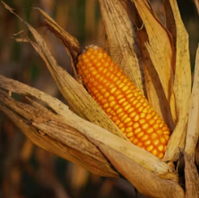 옥수수 효능과 부작용 영양성분 고르는법 칼로리