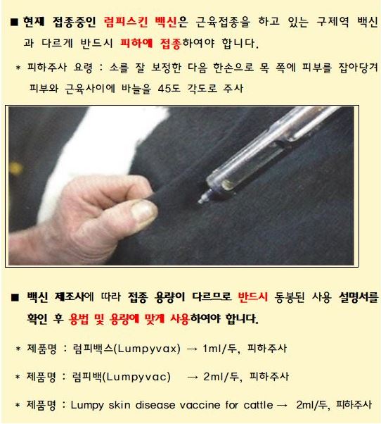 럼피스킨 백신