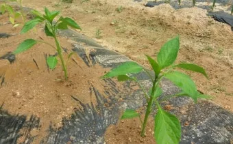 파프리카 재배 모종 선택 하우스 관리 착색 높이는법_10