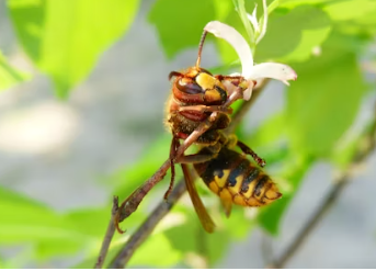 말벌에 쏘였을 때 응급처치, 말벌 퇴치법, 말벌퇴치비용, 말벌퇴치제