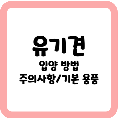 유기견 입양 방법