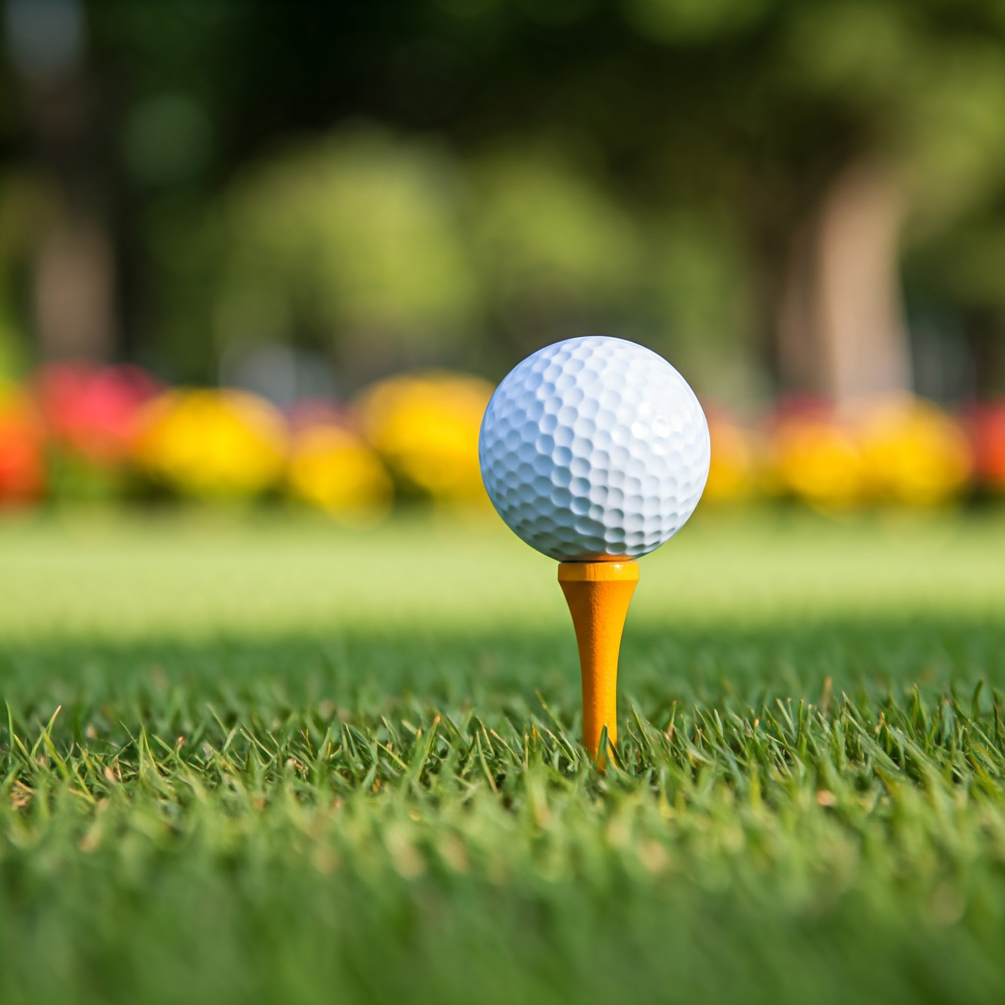 파크골프 공을 올려놓는 티에 공이 올라간 사진