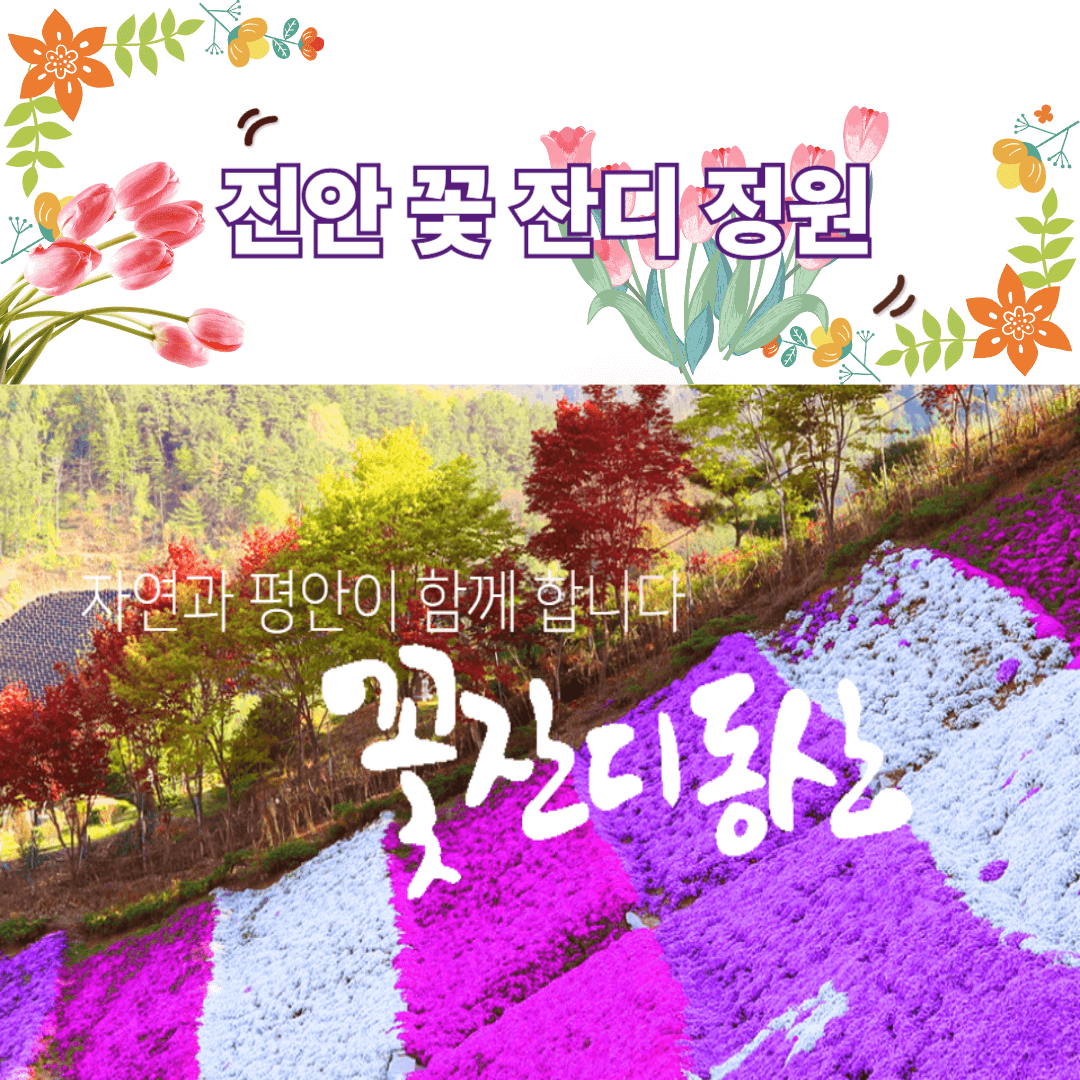 진안 꽃 잔디