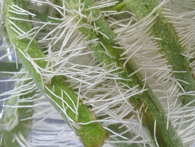 유리컵 속의 ㄱ토마토 곁순 뿌리 확대