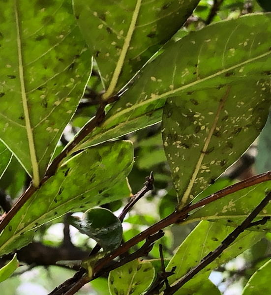 배롱나무알락진딧물 피해2