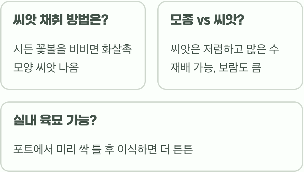 백일홍 씨앗 파종 시기와 방법, 발아율 100% 높이는 꿀팁 대공개