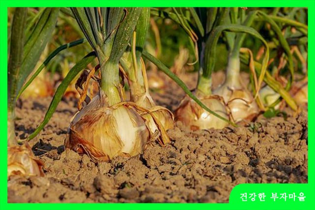 양파에 함유된 퀘세틴 성분은 혈관에 쌓이는 콜레스테롤, 중성지방 제거