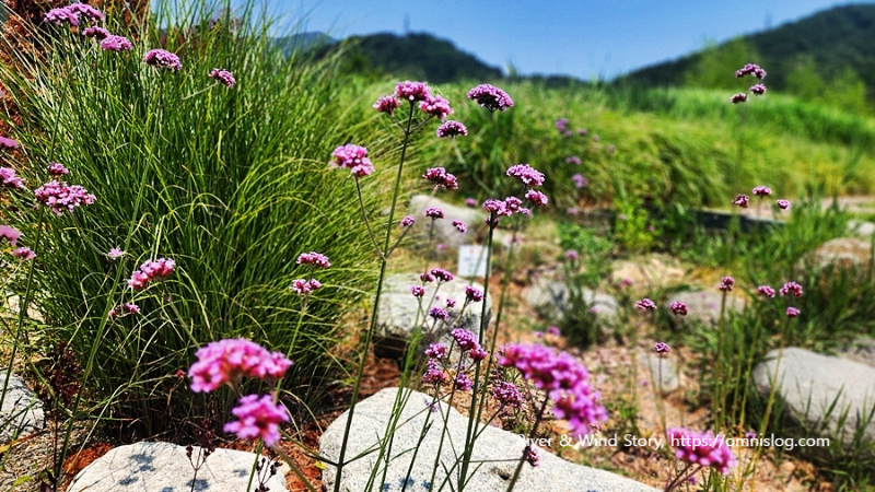 버들마편초, 영명 Willow dandelion flowers, 학명 Polygonum hydropiper L.