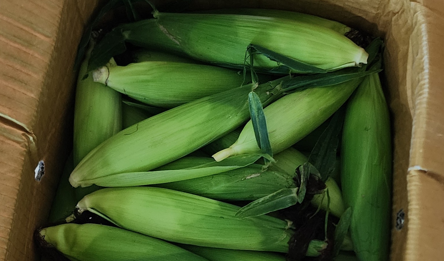 🌽 옥수수와 옥수수차의 건강 효능