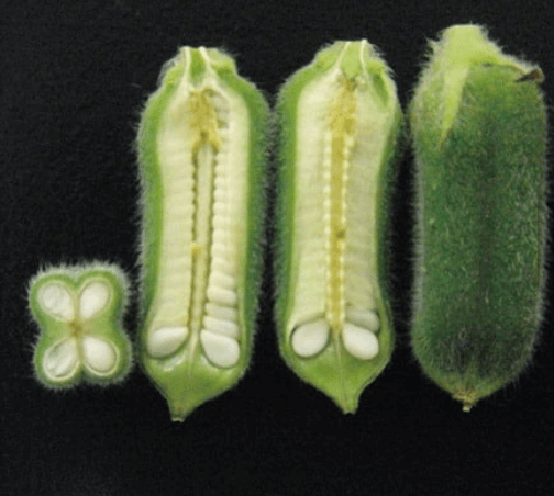 참깨 심는시기 파종시기 수확시기 및 재배법 알아보기