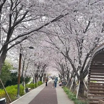 부산 벚꽃 명소 추천 숨겨진 뷰포인트_5