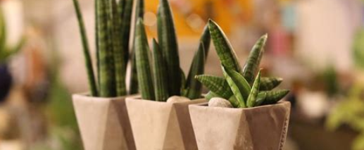 스투키 키우는 방법3