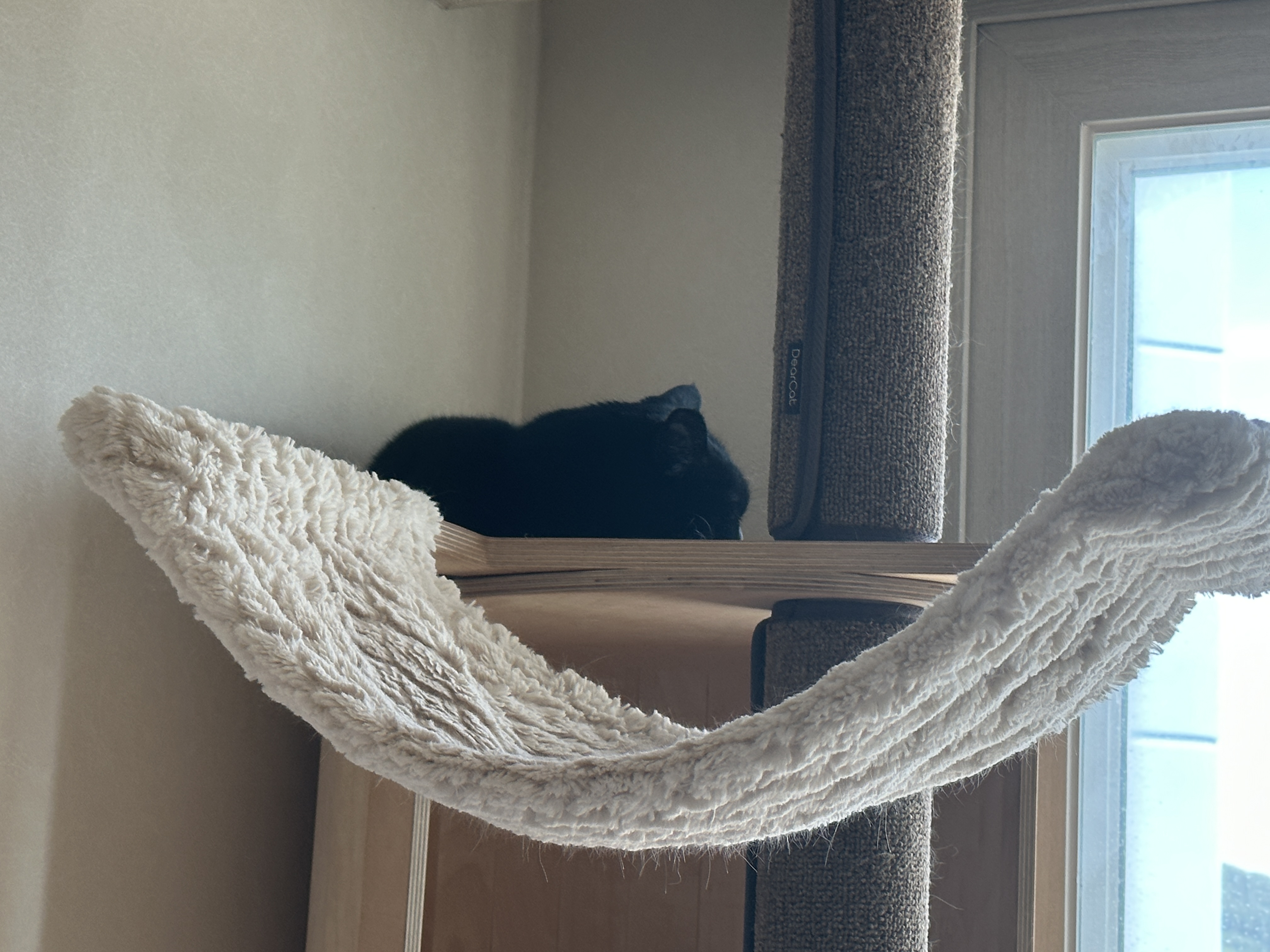 캣폴_꼭대기에_올라가_있는_건이