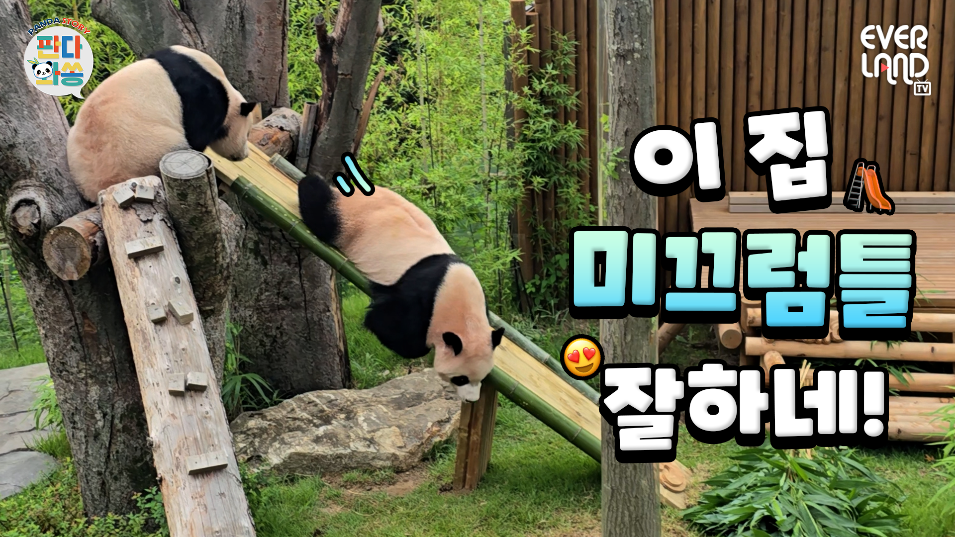 #EVENT 루이바오 미끄럼틀 타는 속도로 오세요｜#판다와쏭 #269