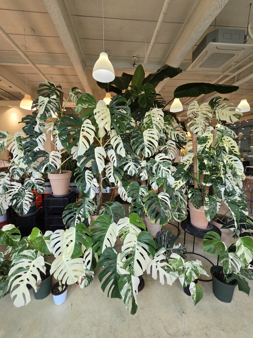 너무 화려한 알보들