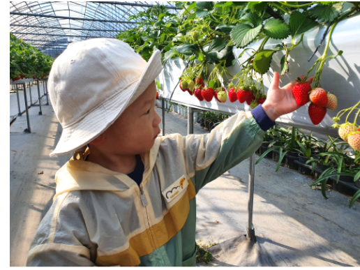 율봄식물원 딸기시즌 기본정보와 프로그램 소개