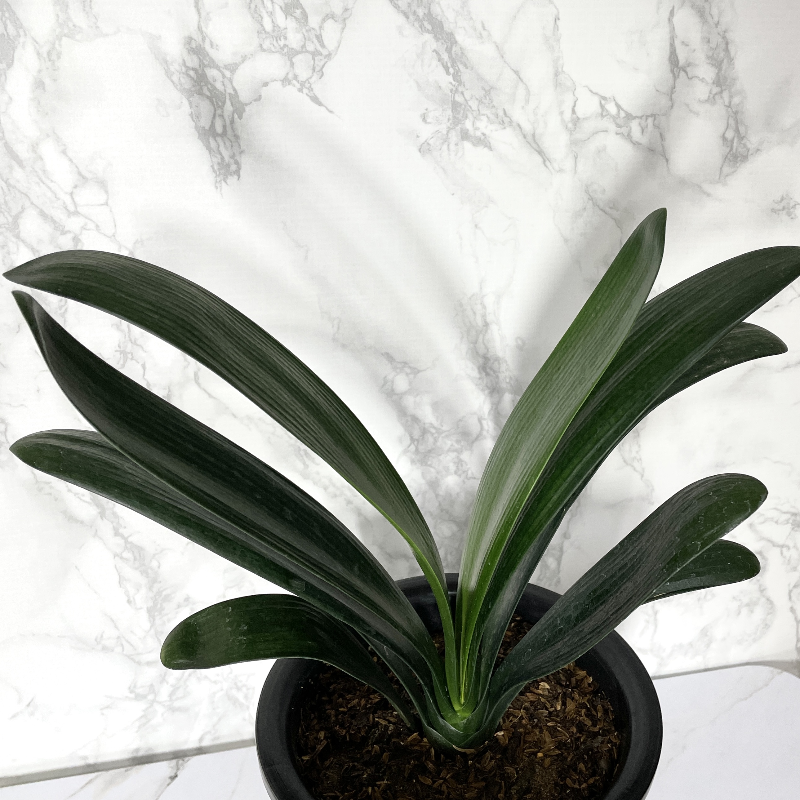 군자란 관리법 분갈이 물주기