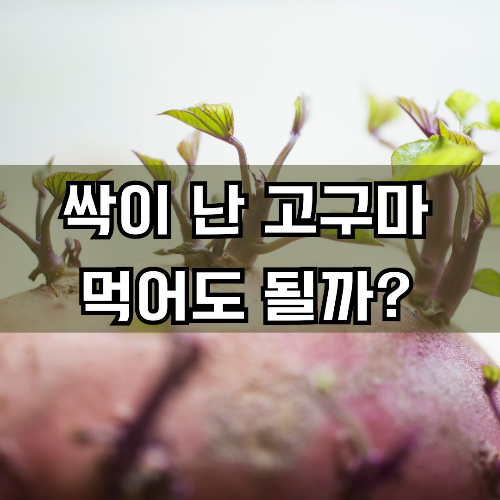 고구마 검은무늬병